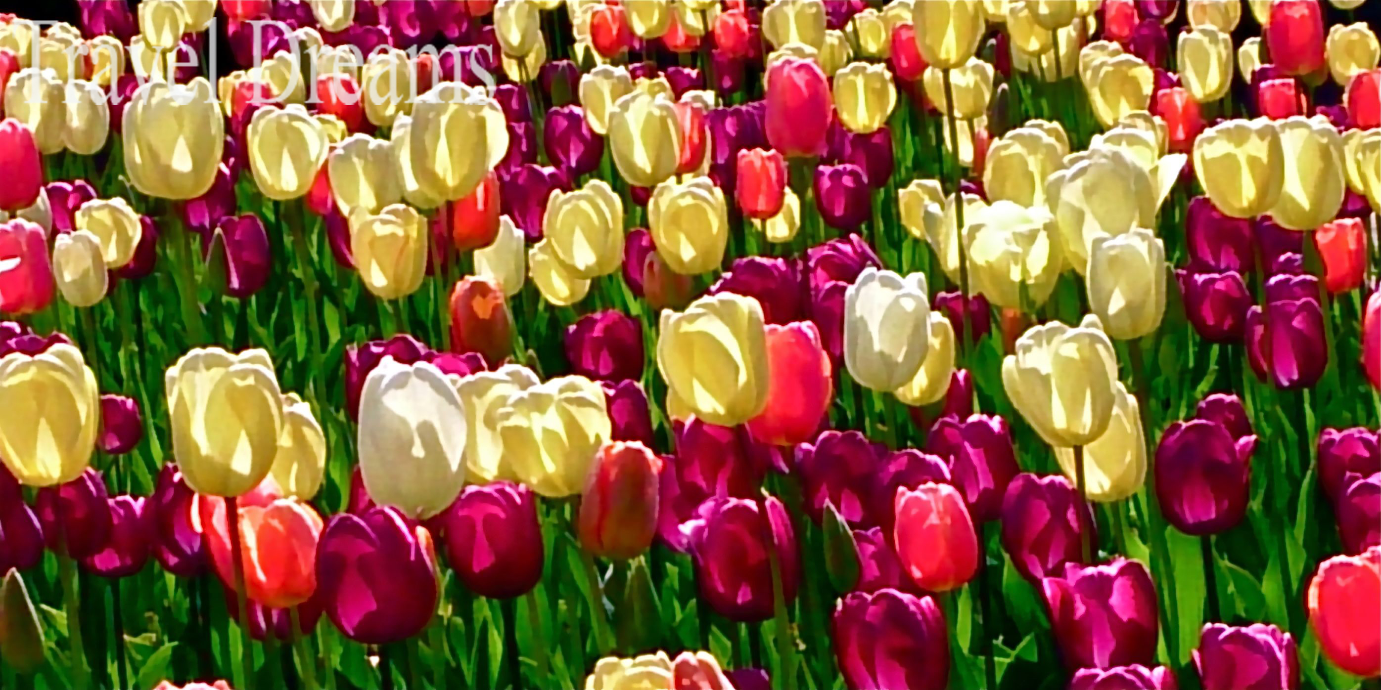 Bed of Tulips